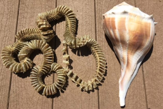 Natural decorative seashell collection