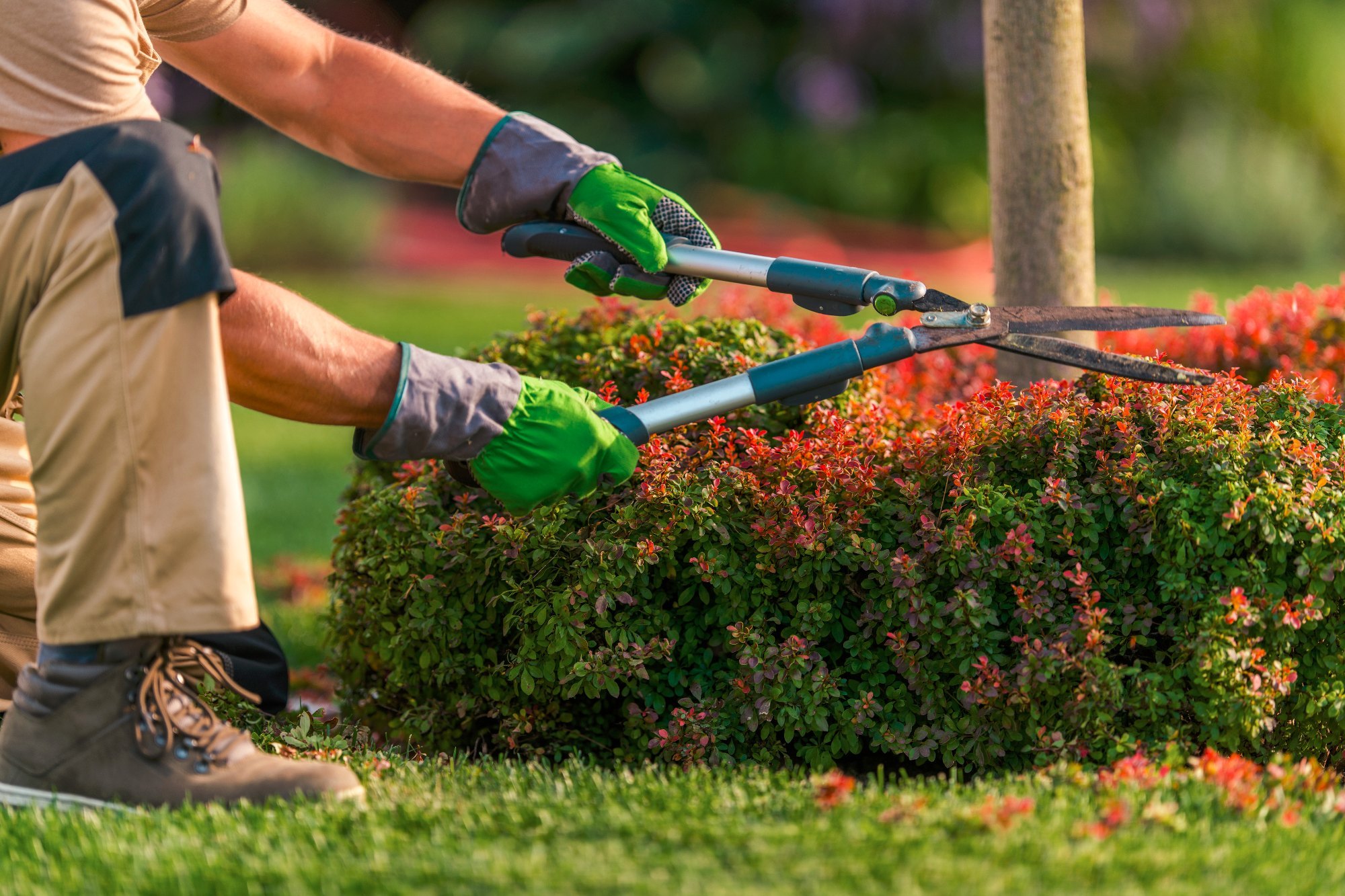 Professional gardener trimming shrubs