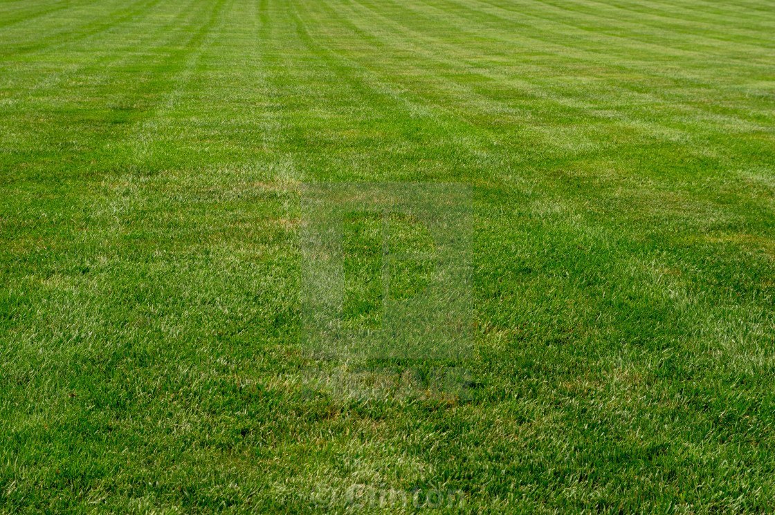 Lush green lawn grass perfect for Indian gardens