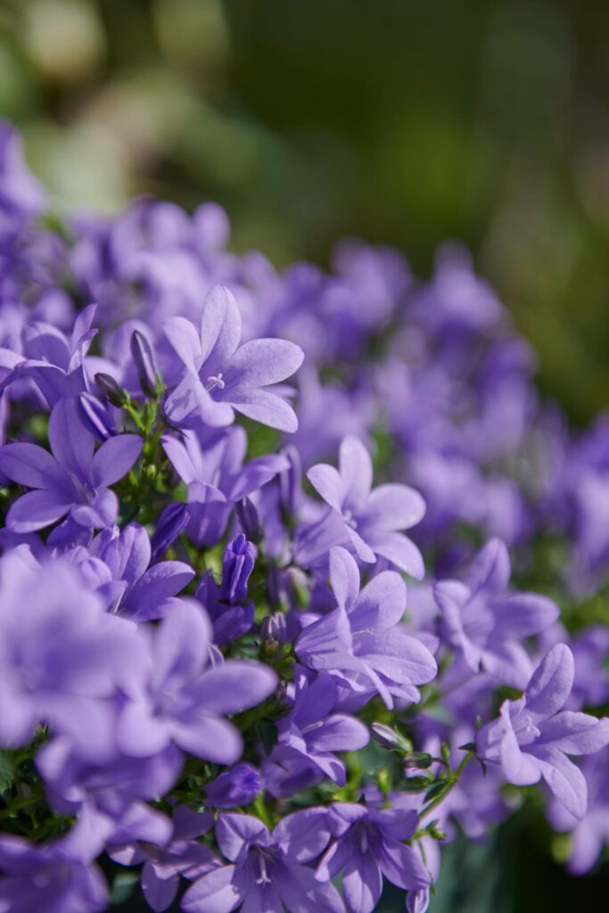 12 Stunning Campanula Varieties 1 Close-up of blue Campanula flowers in a garden setting