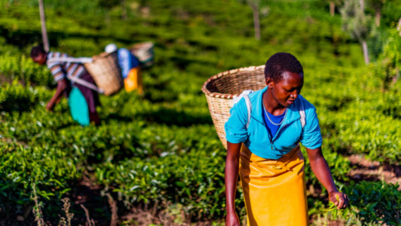 African Agriculture