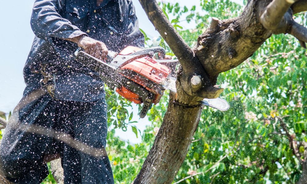 Tree Felling