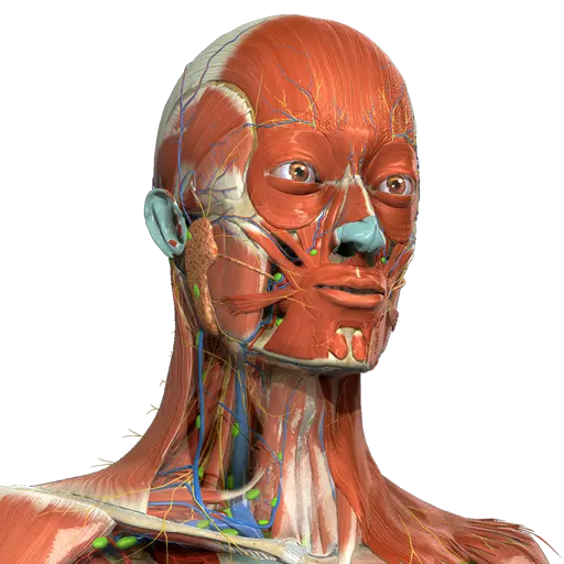 Visualisation 3D anatomie humaine