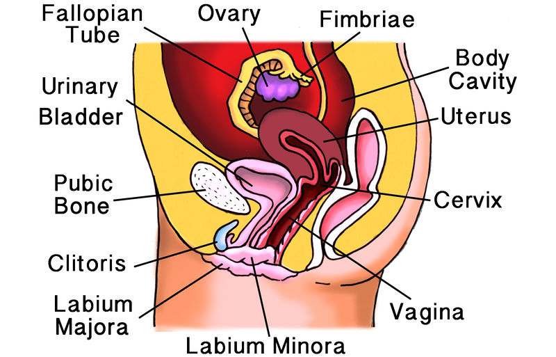 CBSE Class 10 Science Notes How do Organisms Reproduce - Human Female Reproductive System Diagram showing ovary, fallopian tube, uterus, cervix and vagina