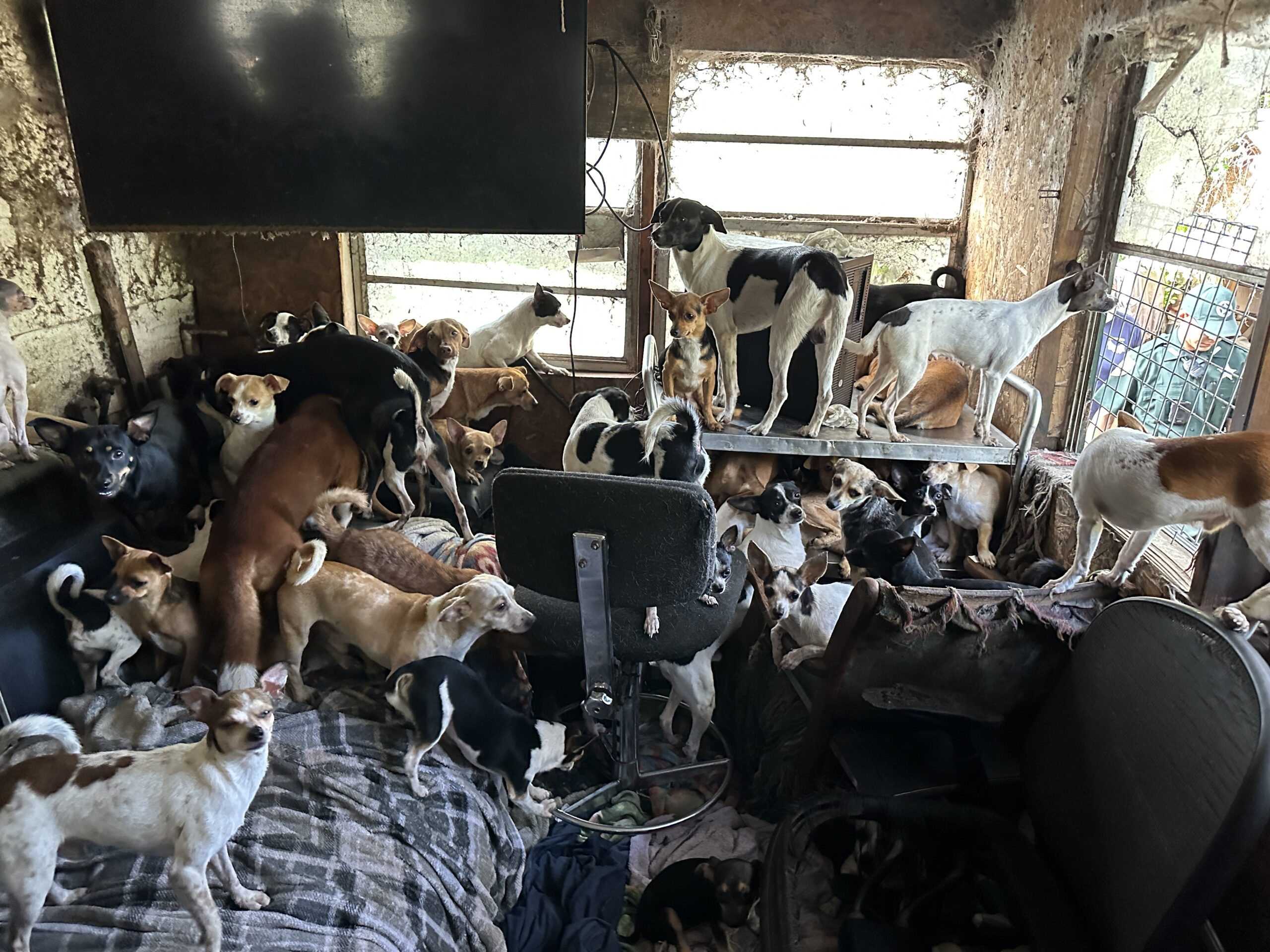 Cães resgatados de situação de acumulação em abrigo temporário