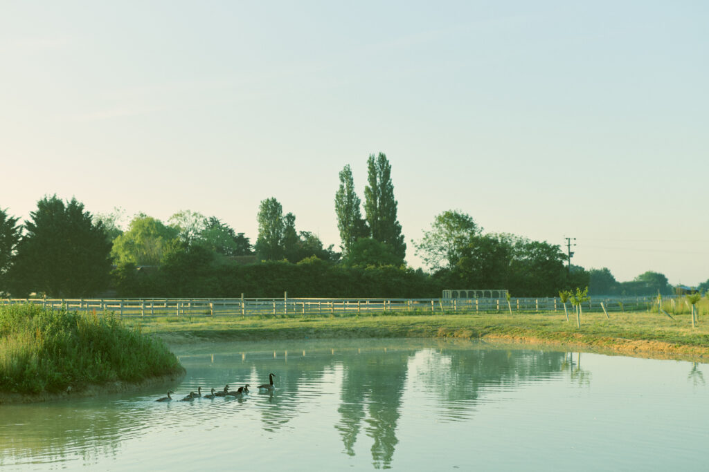 Mount Farm Vineyard reservoir with geese