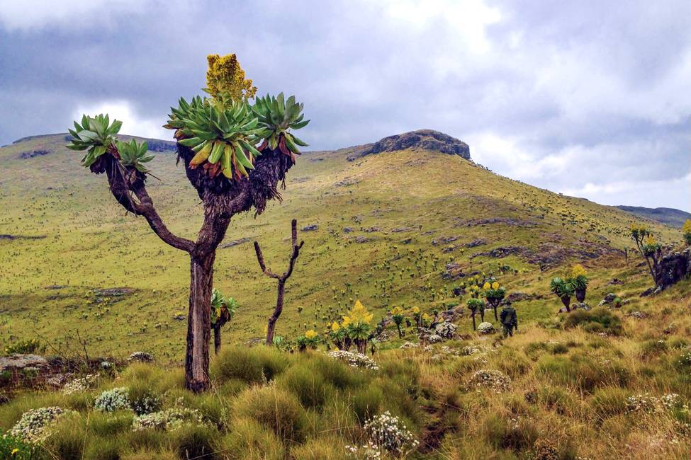Moorland landscape in Aberdare National Park, Kenya