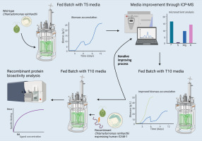 Process flow diagram for high-density fed-batch production of recombinant protein in microalgae
