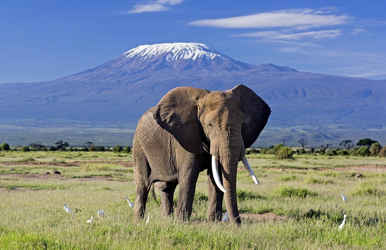 Elephant with Kilimanjaro Amboseli Kenya