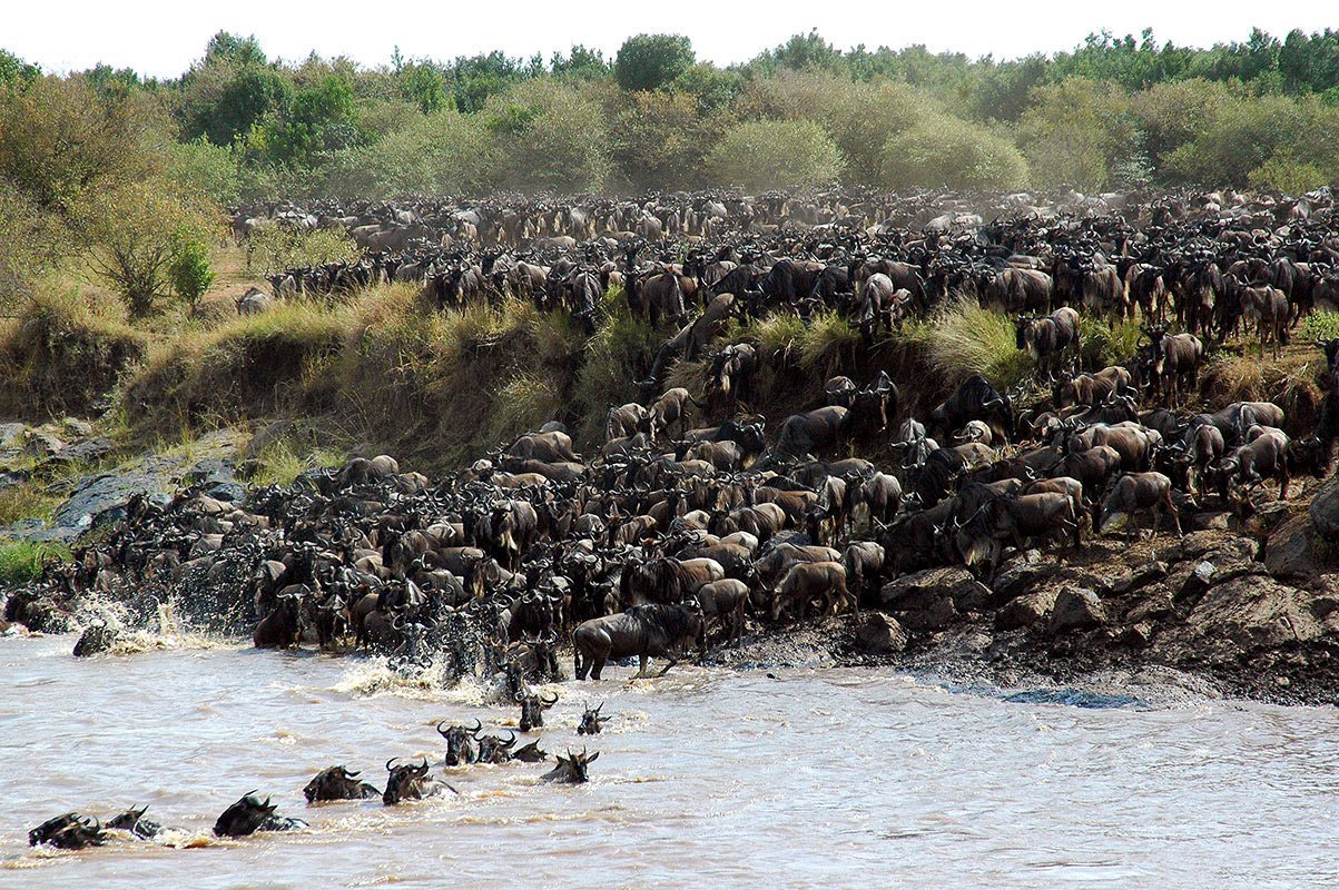 Wildebeest migration Mara river Kenya