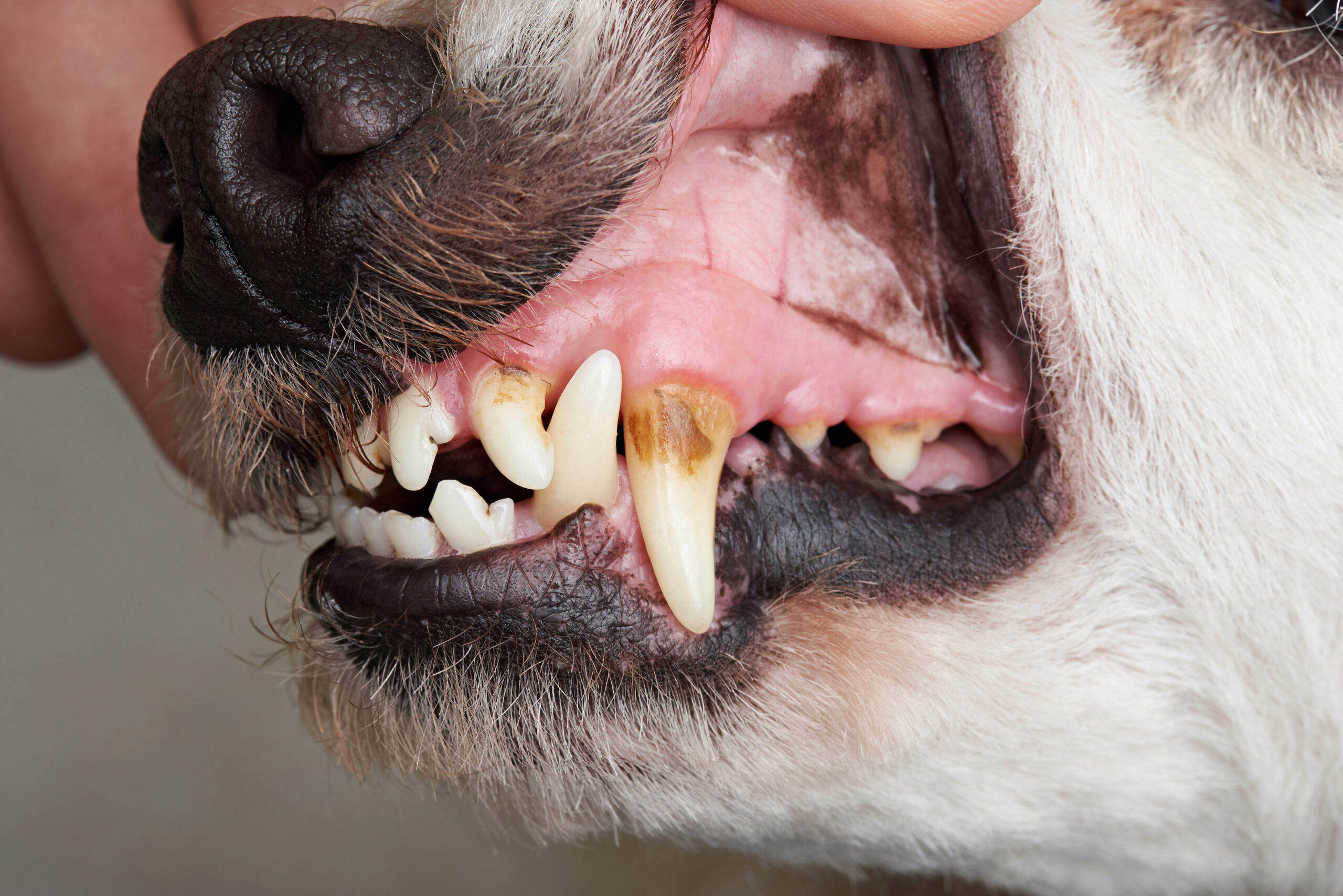 Discolored Teeth in Dogs
