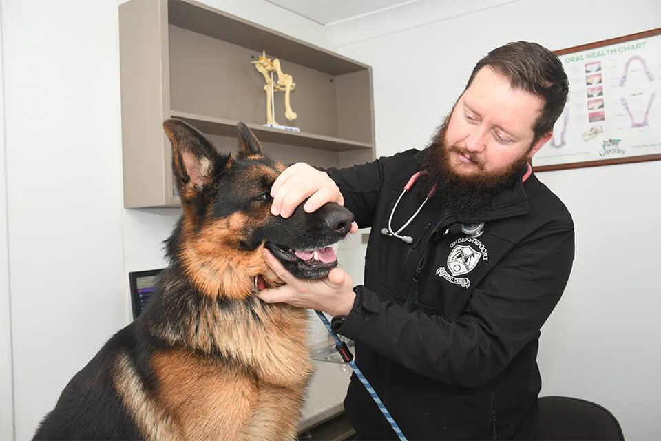 German Shepherd Vet Exam