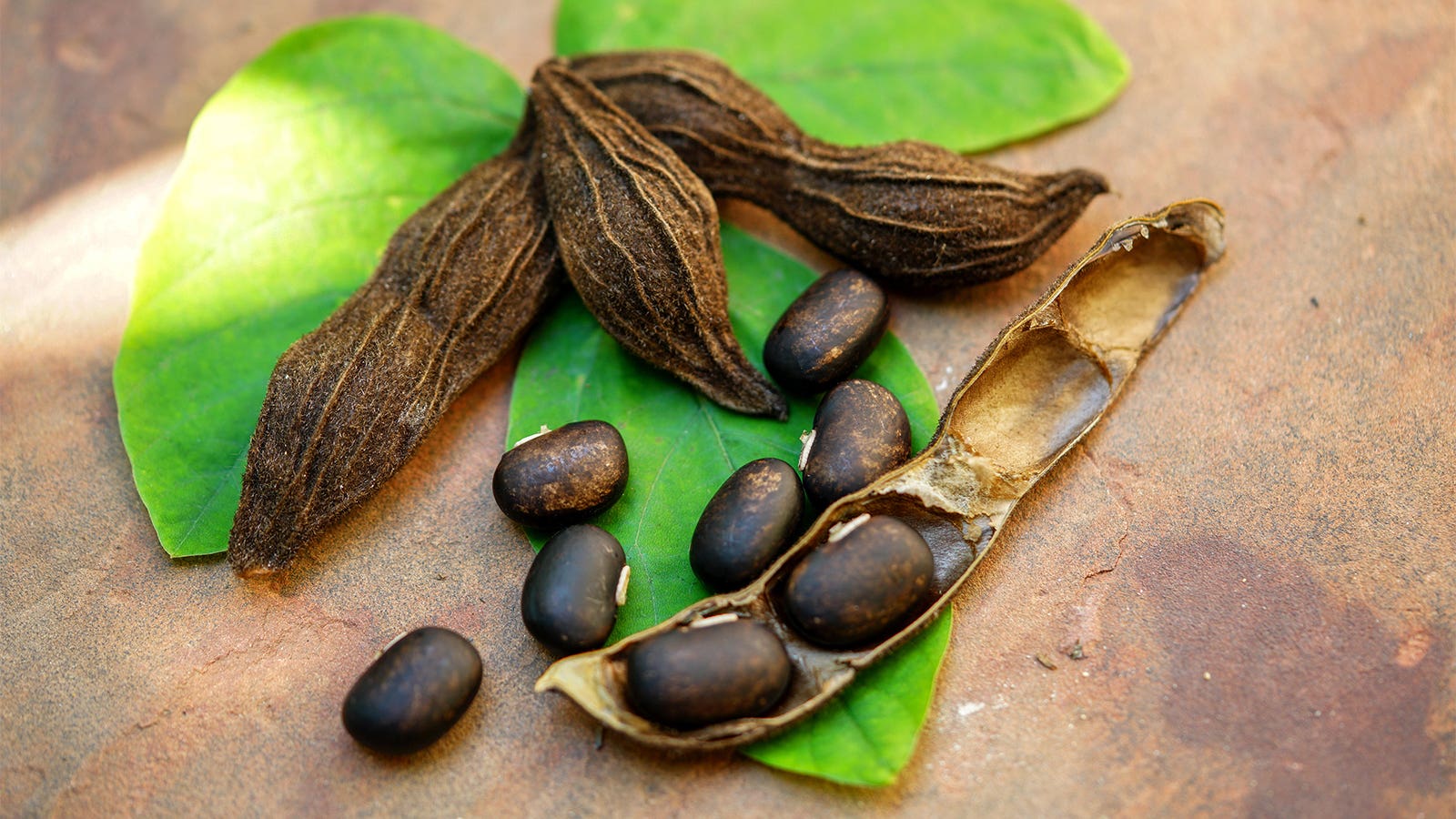 Mucuna pruriens seeds
