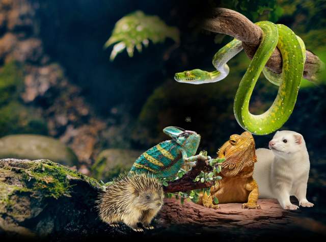 Reptile Expo
