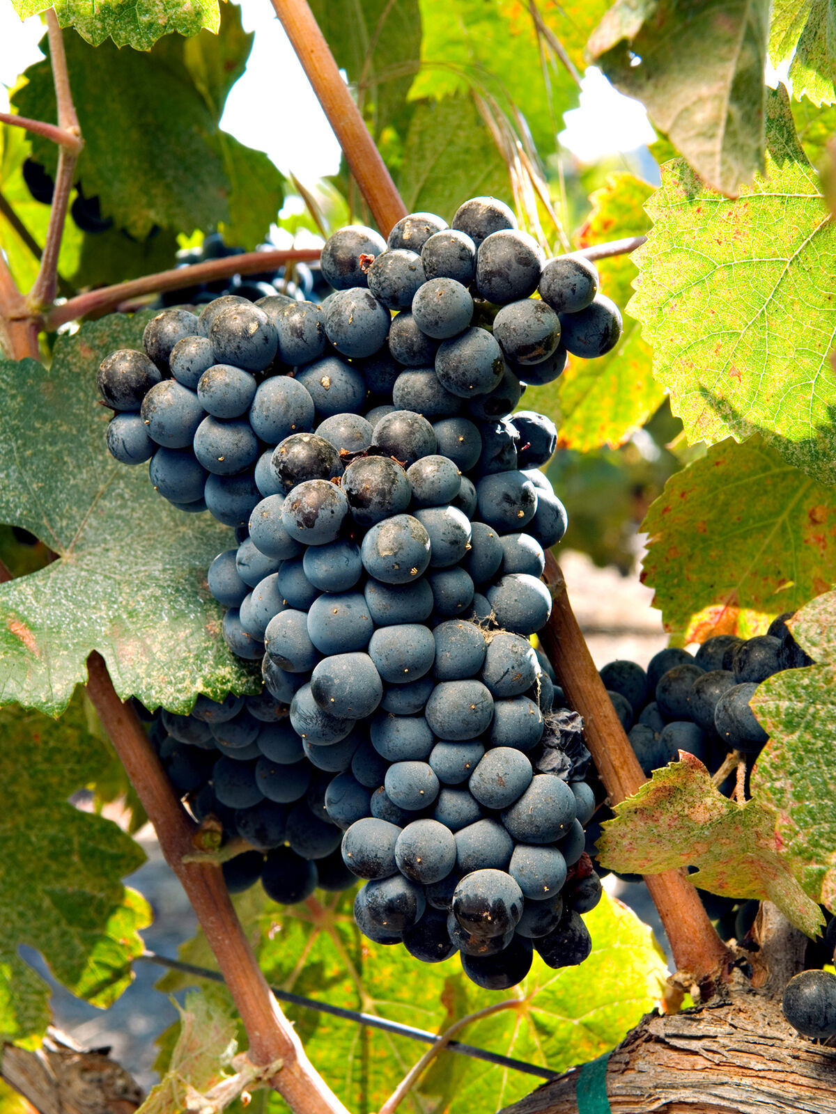 Uvas Tannat