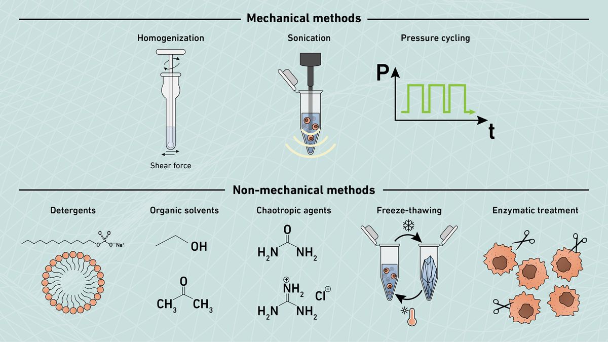 Comparison of mechanical and non-mechanical methods for protein extraction