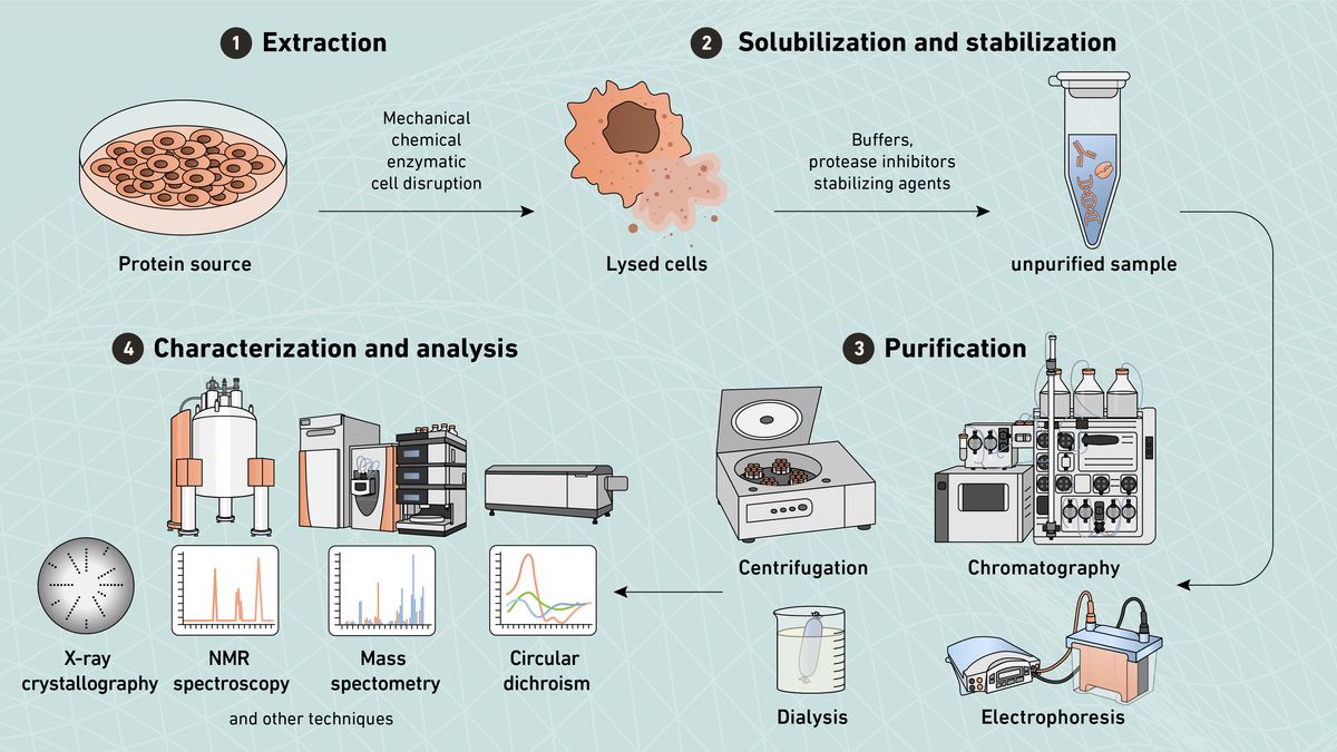 Complete protein purification workflow diagram from extraction to characterization analysis