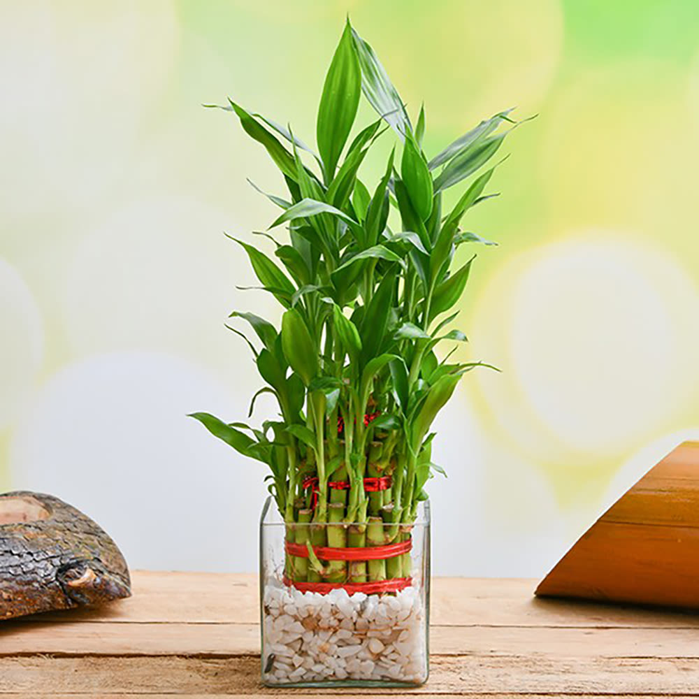 3 Layer Lucky bamboo in Glass Vase | Winni.in