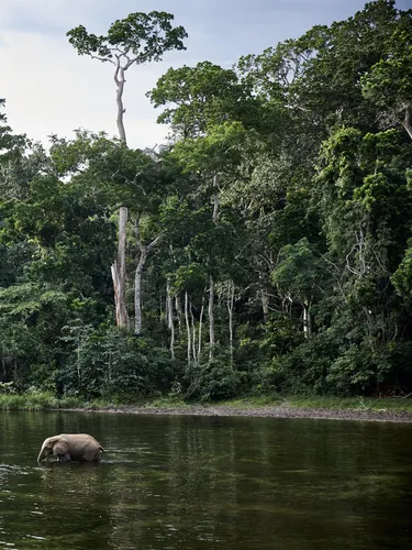 Conserved river and forest ecosystem