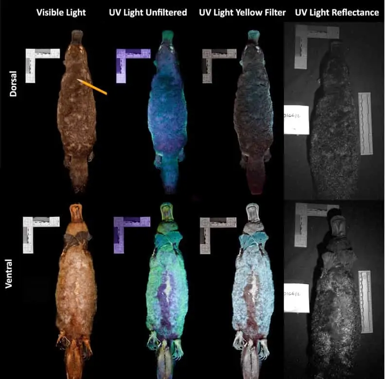 Comparação do ornitorinco sob luz visível e luz ultravioleta mostrando fluorescência