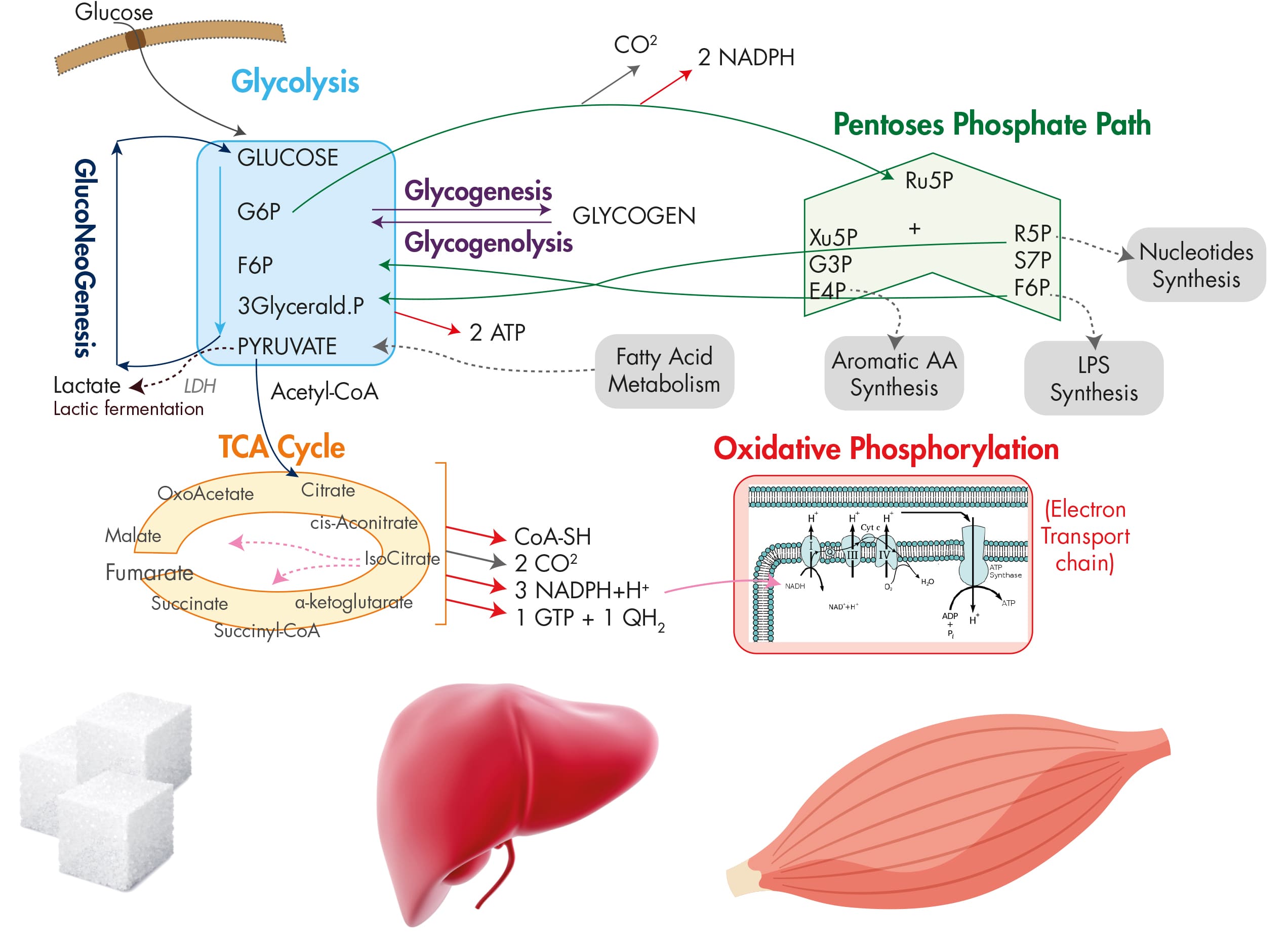 Glucose metabolism