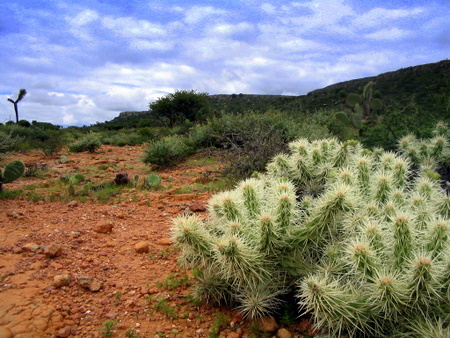 Cactus en el desierto