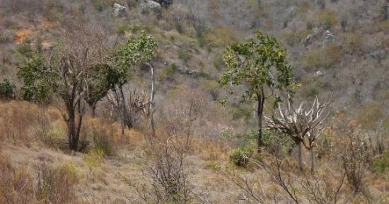 Paisaje seco