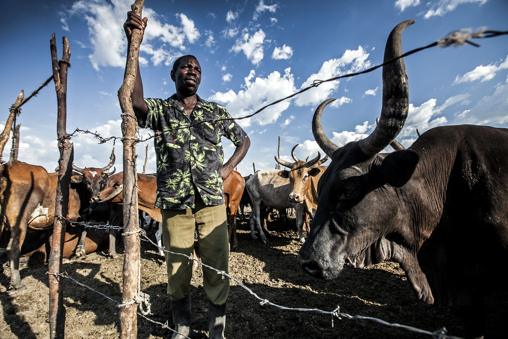 Élevage de bétail en Afrique