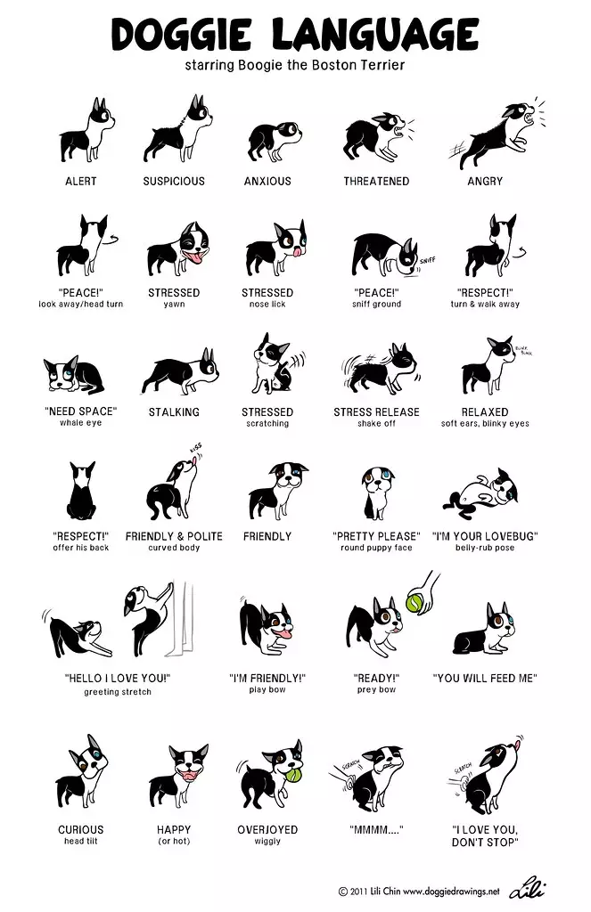 Guia de linguagem corporal canina mostrando alerta, ansioso, estressado, amigável, brincalhão, curioso