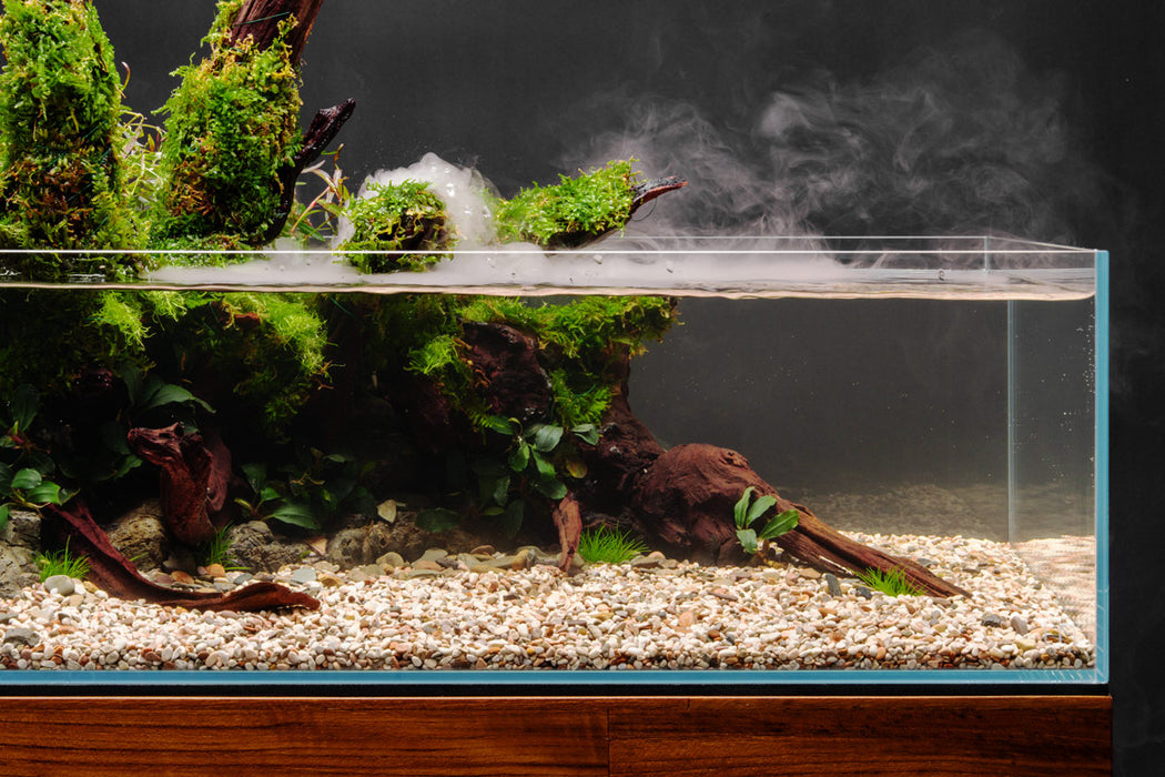 Buce Plant Malaysian Driftwood Aquarium Decor