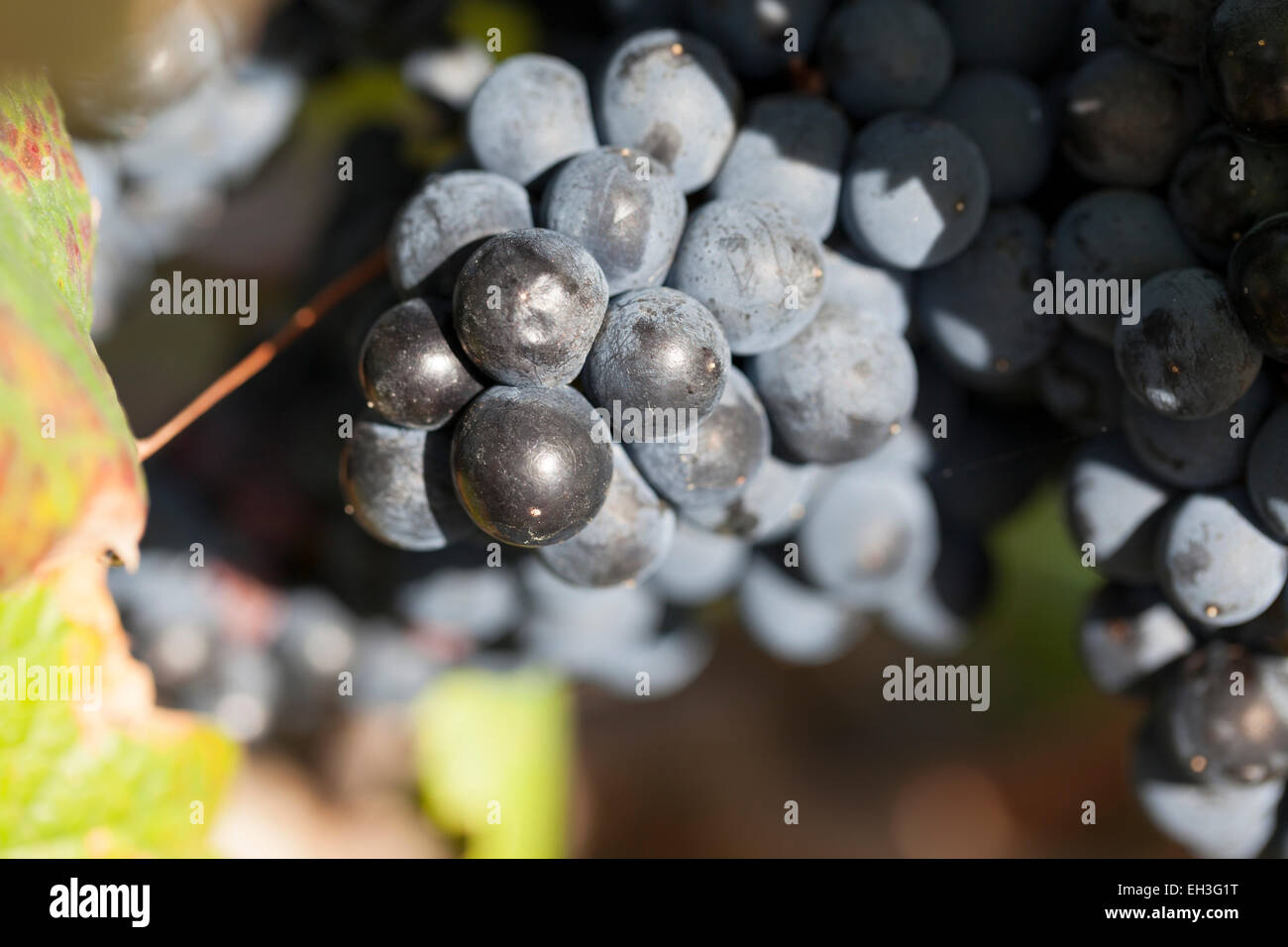 Racimo de uvas Tannat