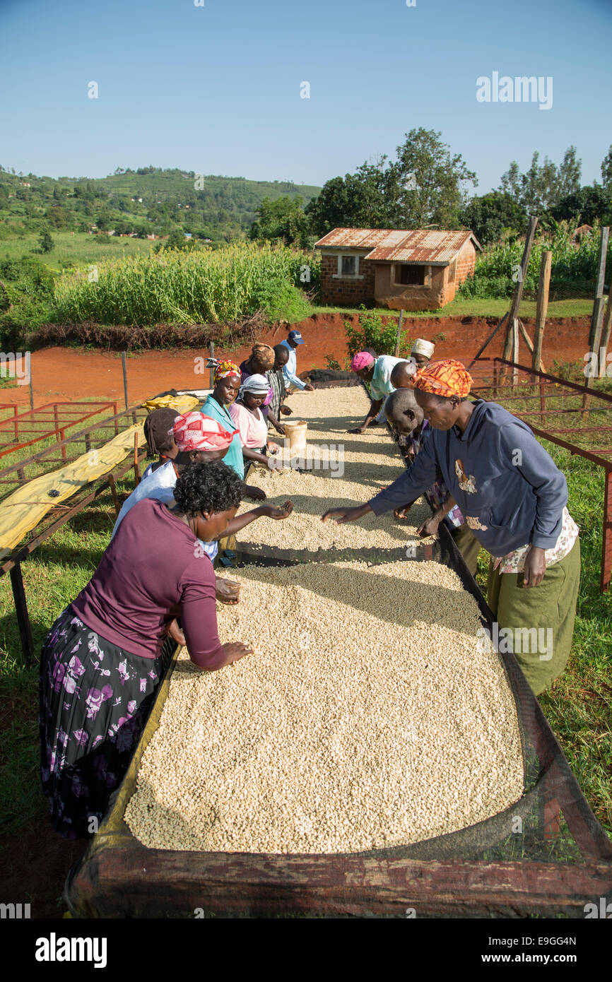 Coffee sorting drying beds Kenya cooperative