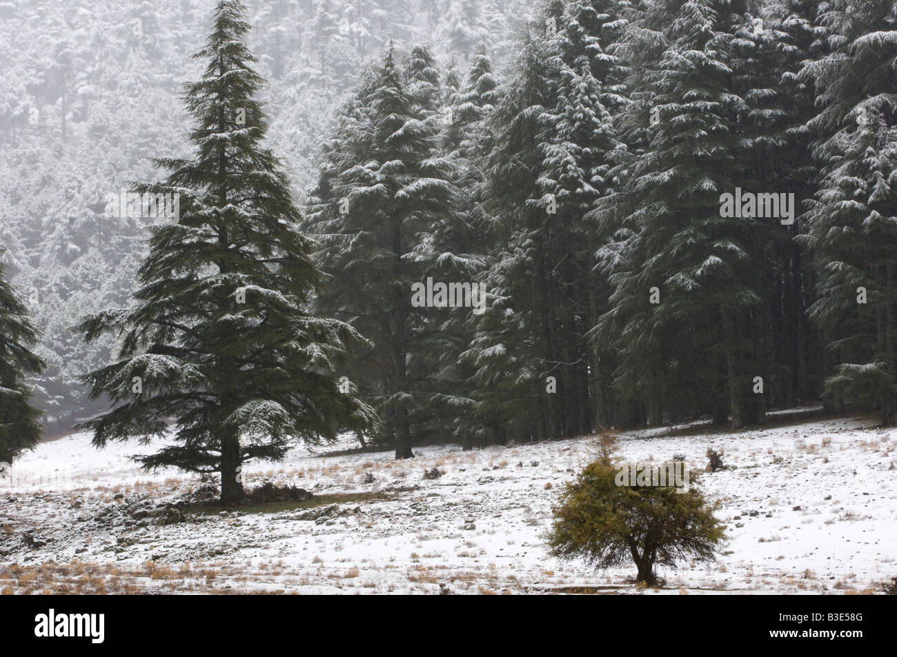 Forêt de cèdres du Moyen Atlas sous la neige