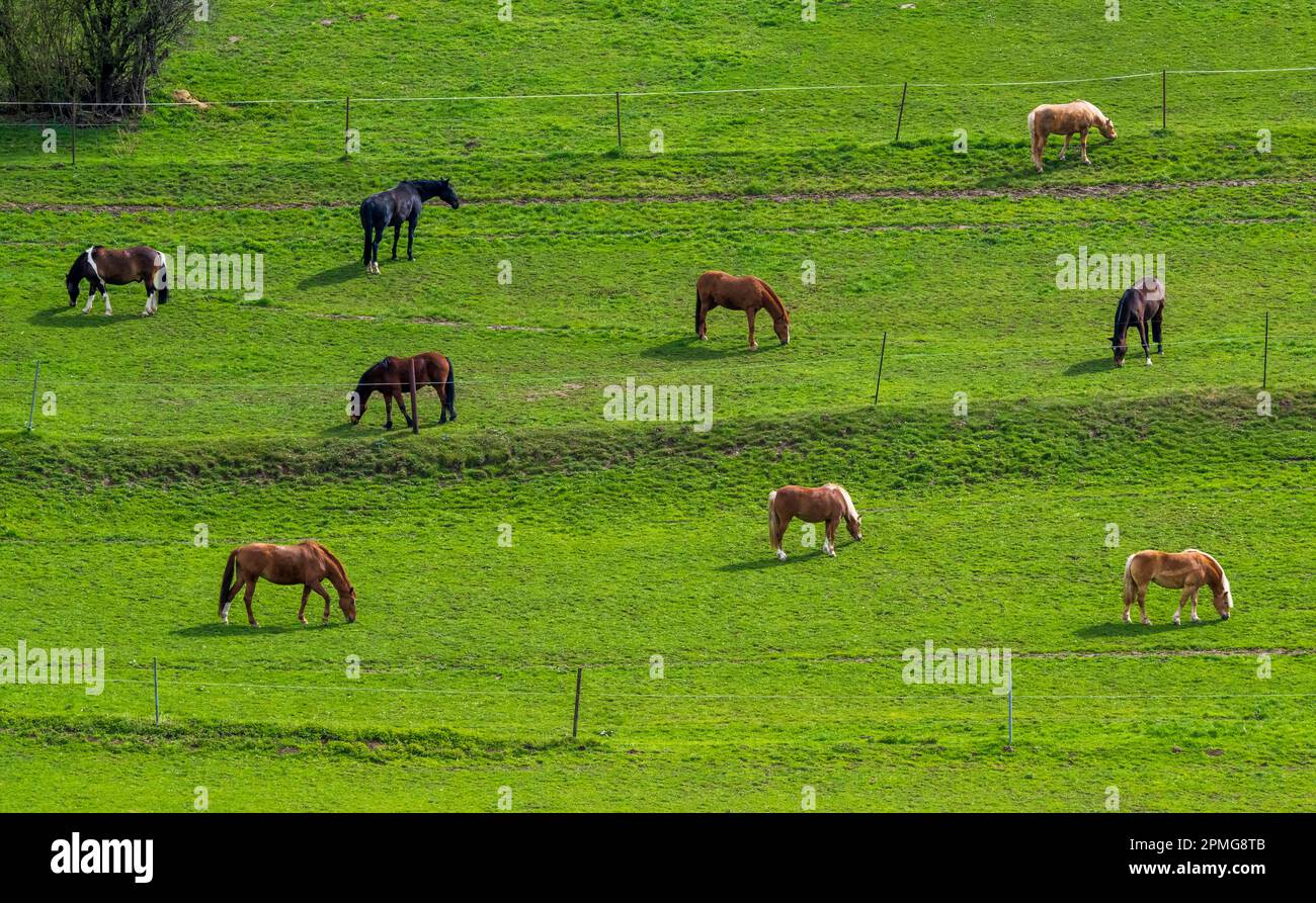 Weiden