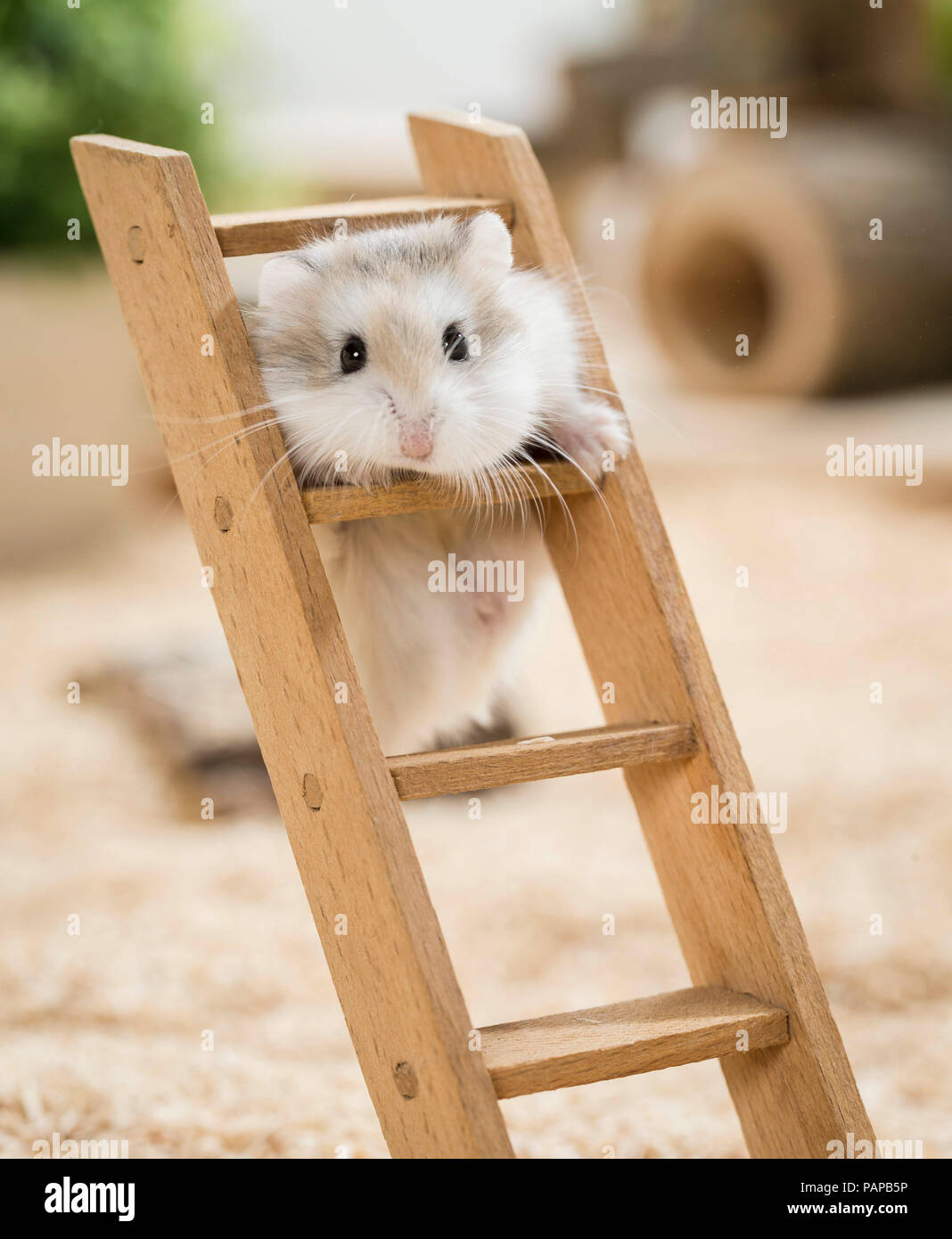 Hamster Climbing Wooden Ladder Toy