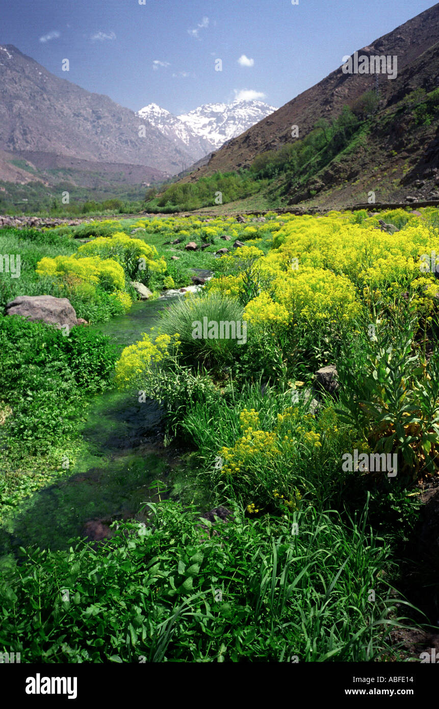 Vallée verdoyante de l'Atlas au printemps avec fleurs sauvages et neige sur les sommets