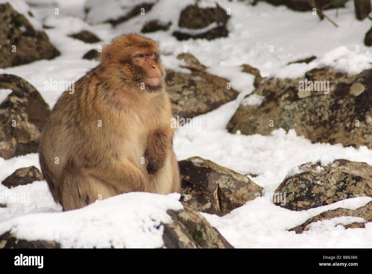 Singe magot dans la neige dans la forêt de cèdres d'Azrou