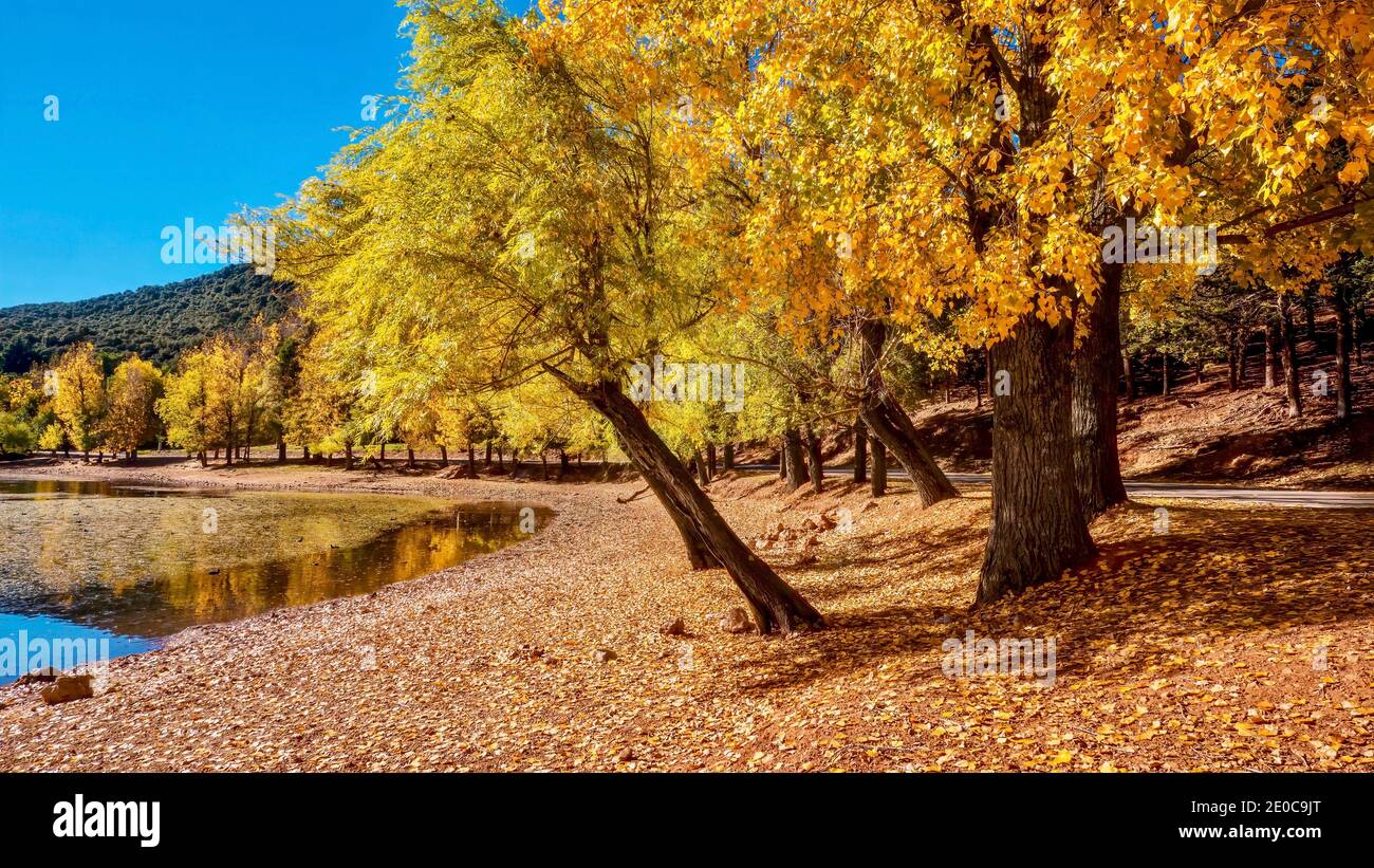 Forêt d'Ifrane au Maroc en automne avec feuillage doré et lac