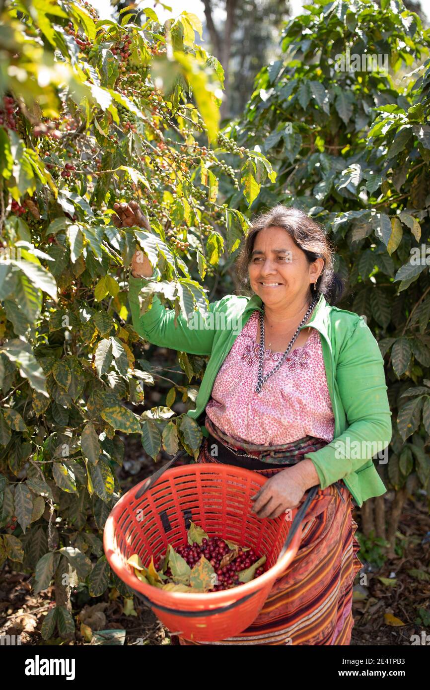 Coffee farm in Antigua with volcanic mountains in background