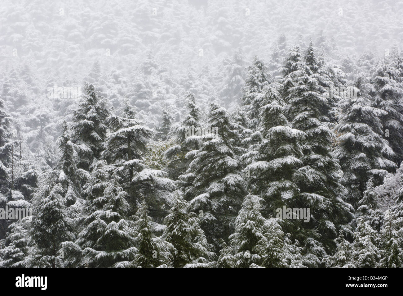 Cèdres de l'Atlas recouverts de neige dans la brume