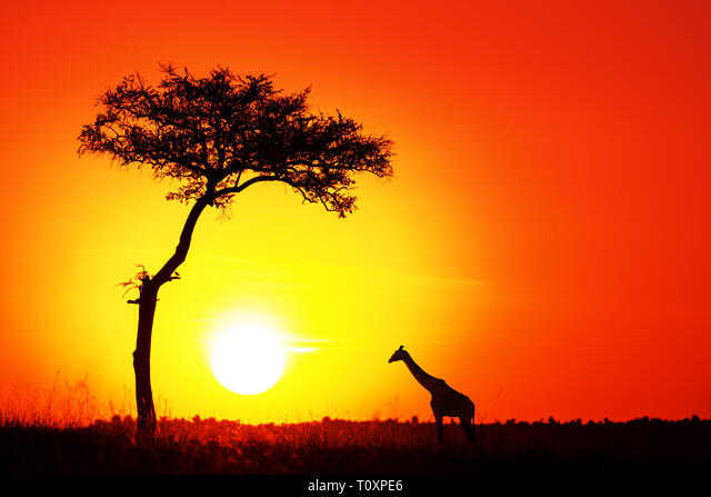 Giraffe silhouette sunset Masai Mara