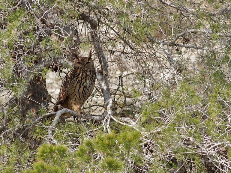Ejemplar de Búho Real camuflado en el entorno de Sierra Escalona