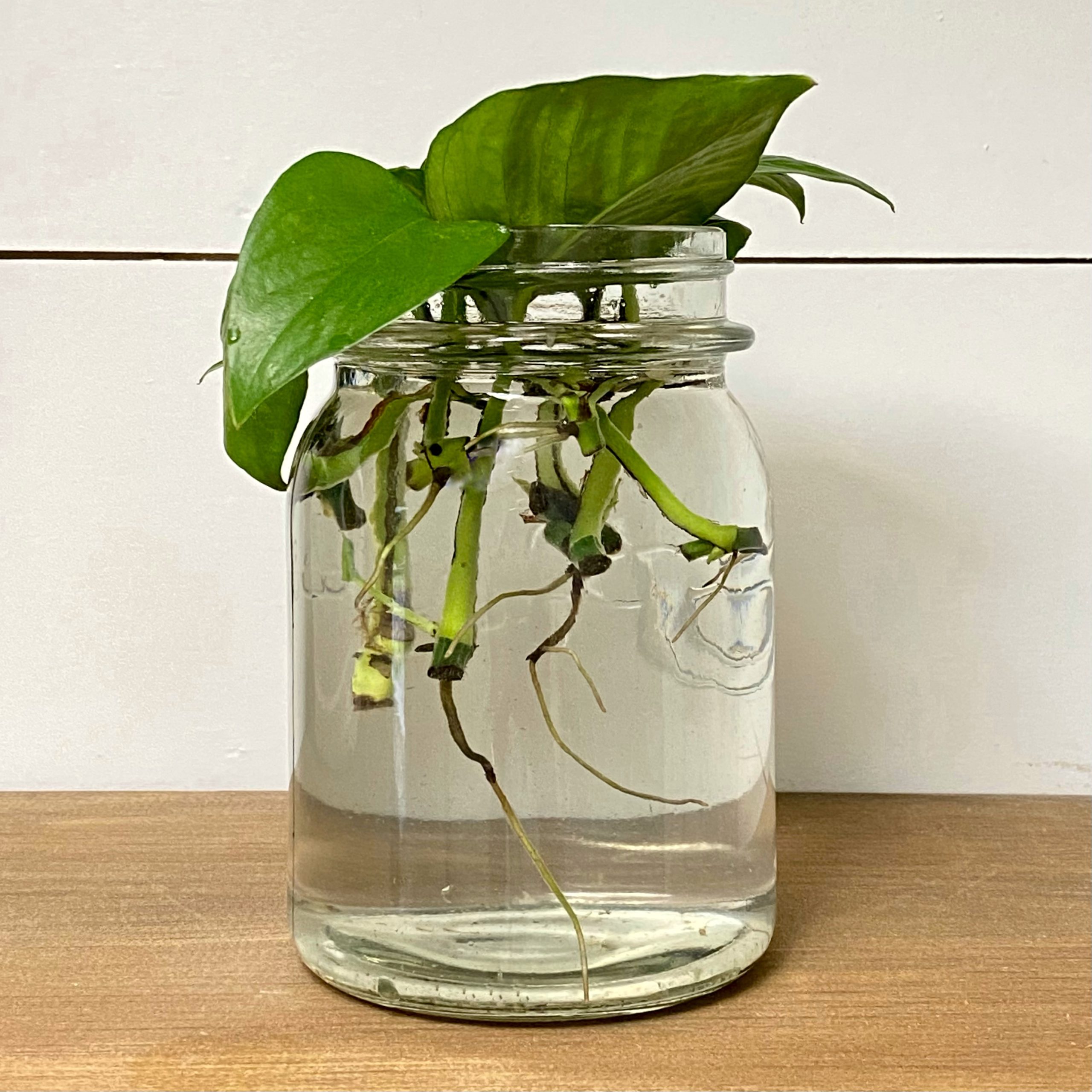 Pothos Propagation in Water - Cali Girl In A Southern World