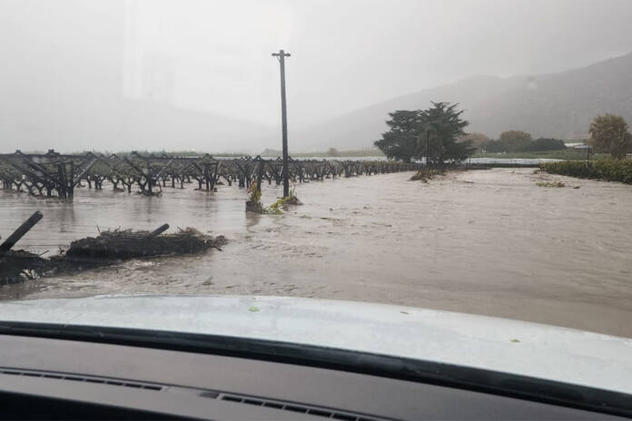 Flooded vineyards in the Western Cape
