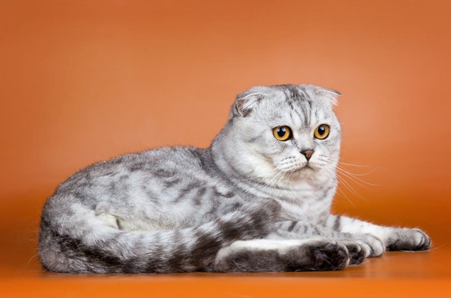 Scottish Fold kitten safe travel