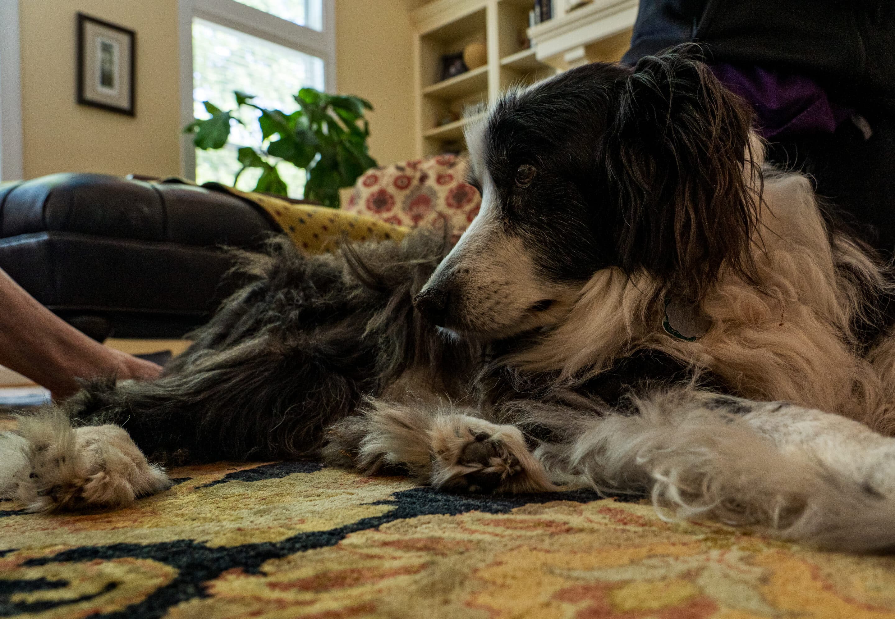 A Comfort Care Approach for Your Senior Dog: Pain Management & Aging Support