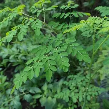 Moringa