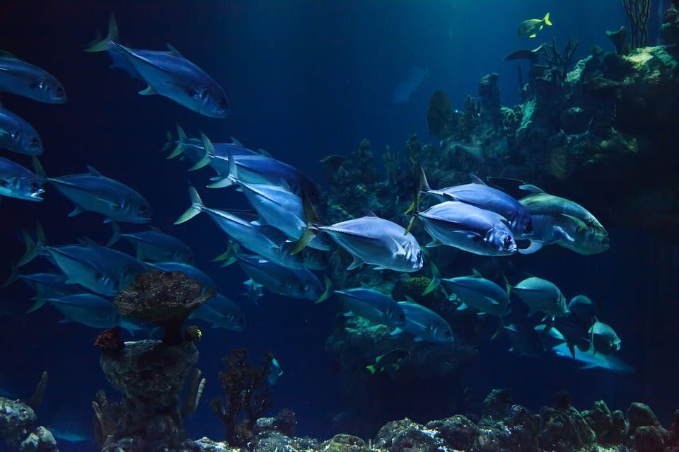 School of fish swimming in the large ocean tank at SEA LIFE Melbourne