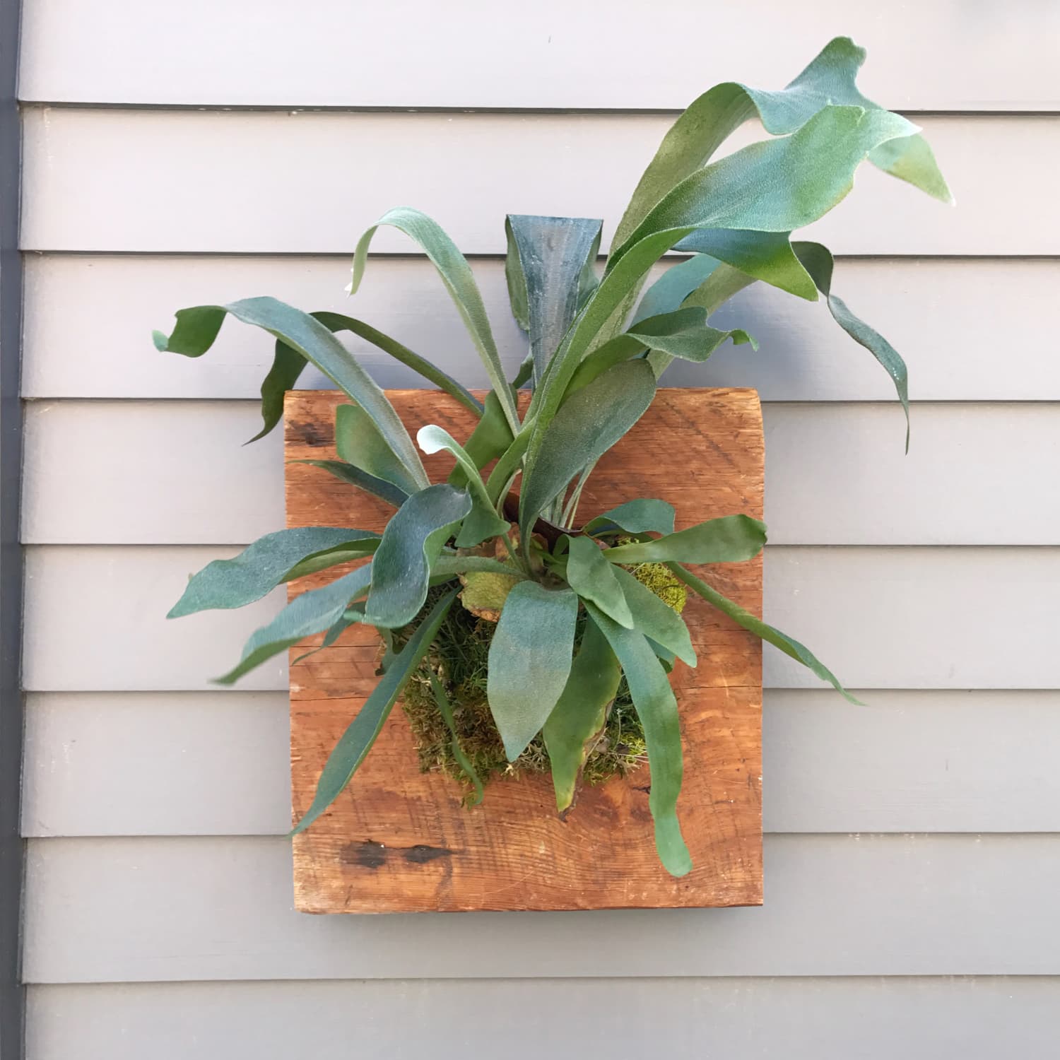 How To Mount a Staghorn Fern | Apartment Therapy
