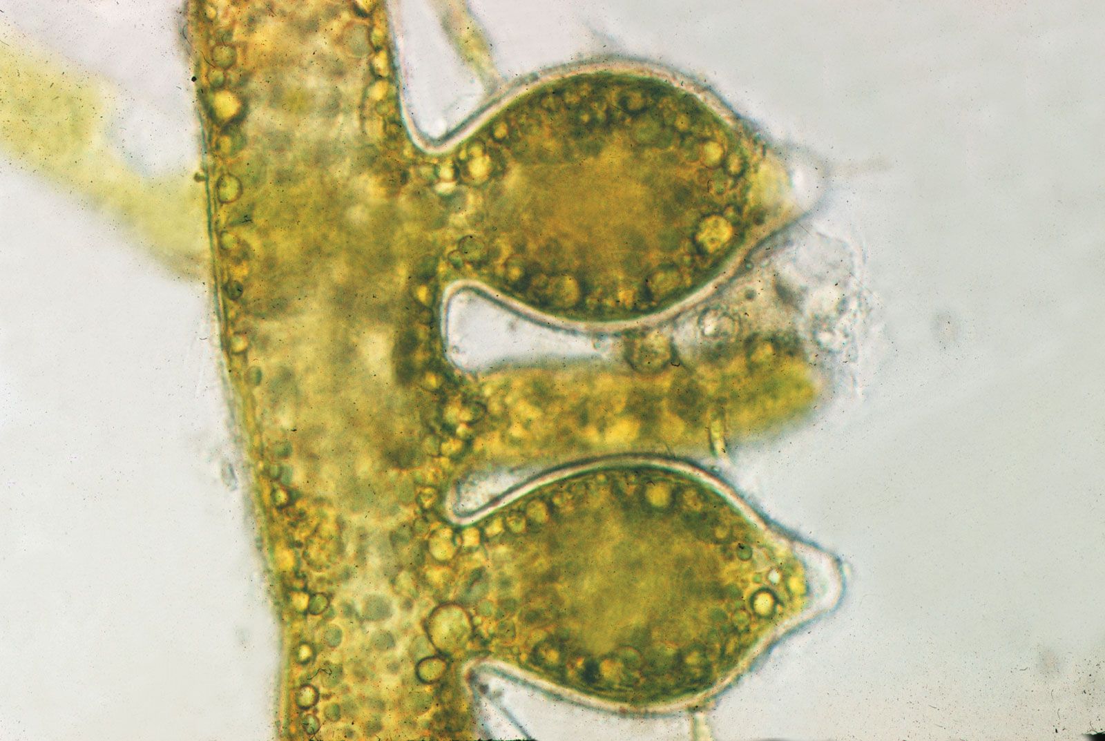 Microscopic view of Sargassum algae cellular structure showing polysaccharide matrix